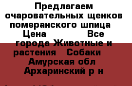 Предлагаем очаровательных щенков померанского шпица › Цена ­ 15 000 - Все города Животные и растения » Собаки   . Амурская обл.,Архаринский р-н